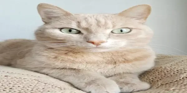 An image of a cat which has been forcefully resized to 600x300.