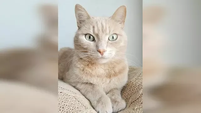 The blurred background resize of the cat image.