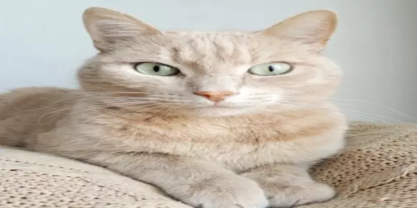 An image of a cat which has been forcefully resized to 600x300